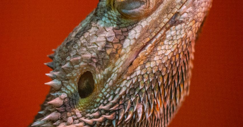 Large Scale Enterprises - Side view of wild dangerous herbivorous green iguana with sharp gray scales sitting on red background in light modern studio