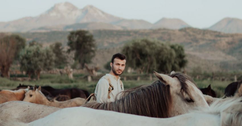 Animations - A man standing in front of a herd of horses