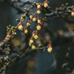 Data Breaches - closeup of a young plant on branch in spring